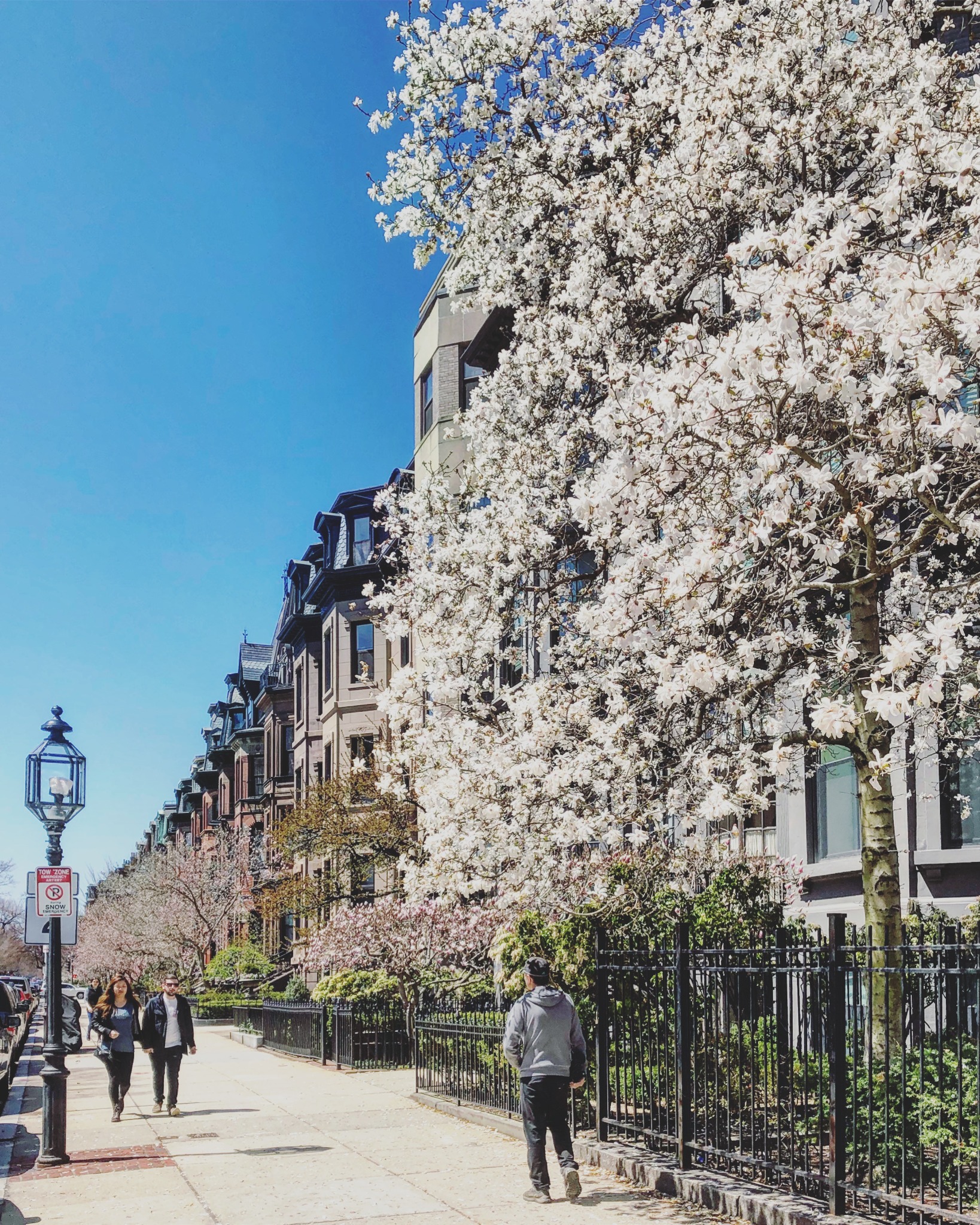 Back Bay streetscape with flowering trees